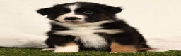 Miniature Australian Shepherd dogs for sale: Duke - Ad 2