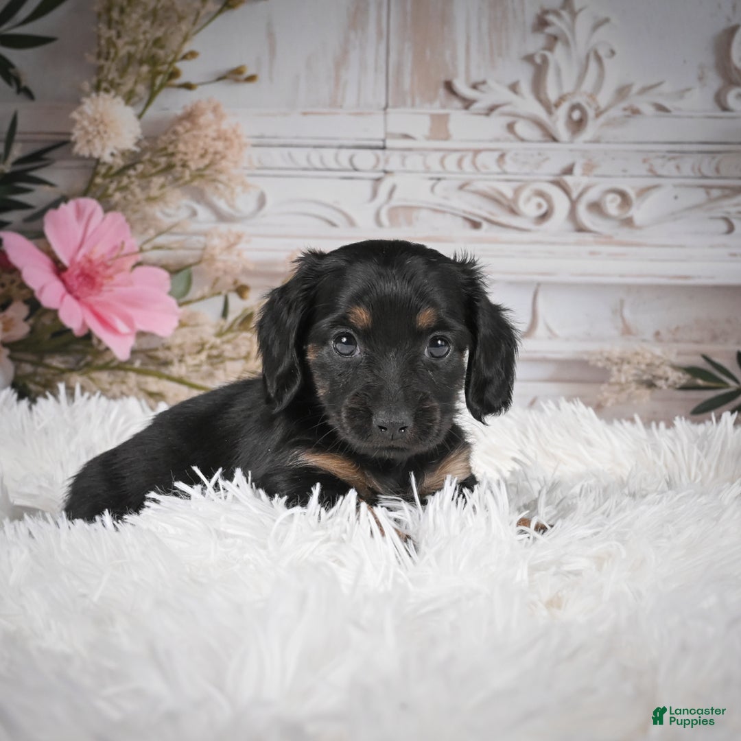 Miniature Dachshund dogs for sale: Panda-AKC - Ad 15