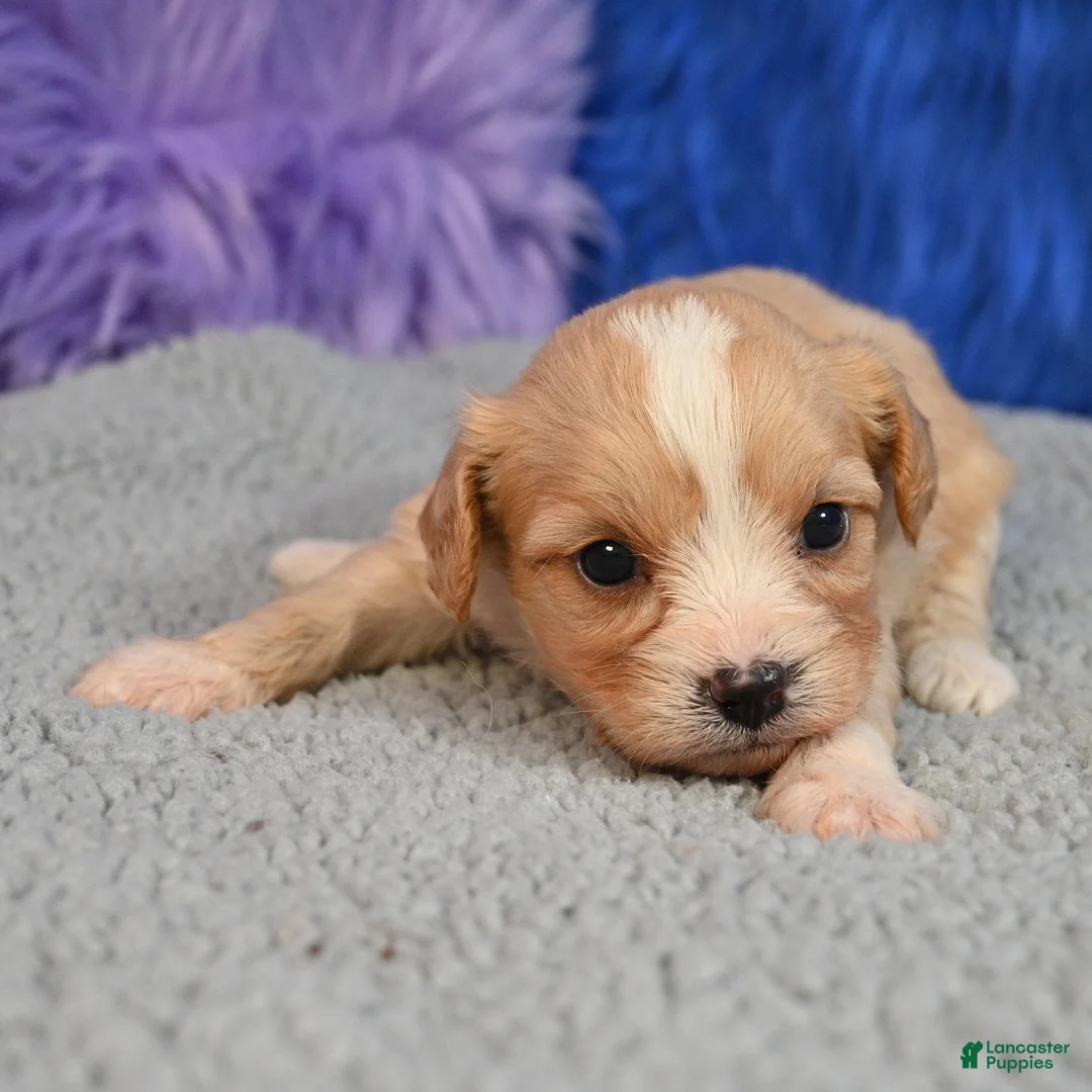 Cavapoo dogs for sale: Cavapoo 2 - Ad 2