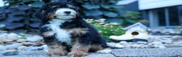 Mini Bernedoodle dogs for sale: Yandel 🦴 - Ad 15