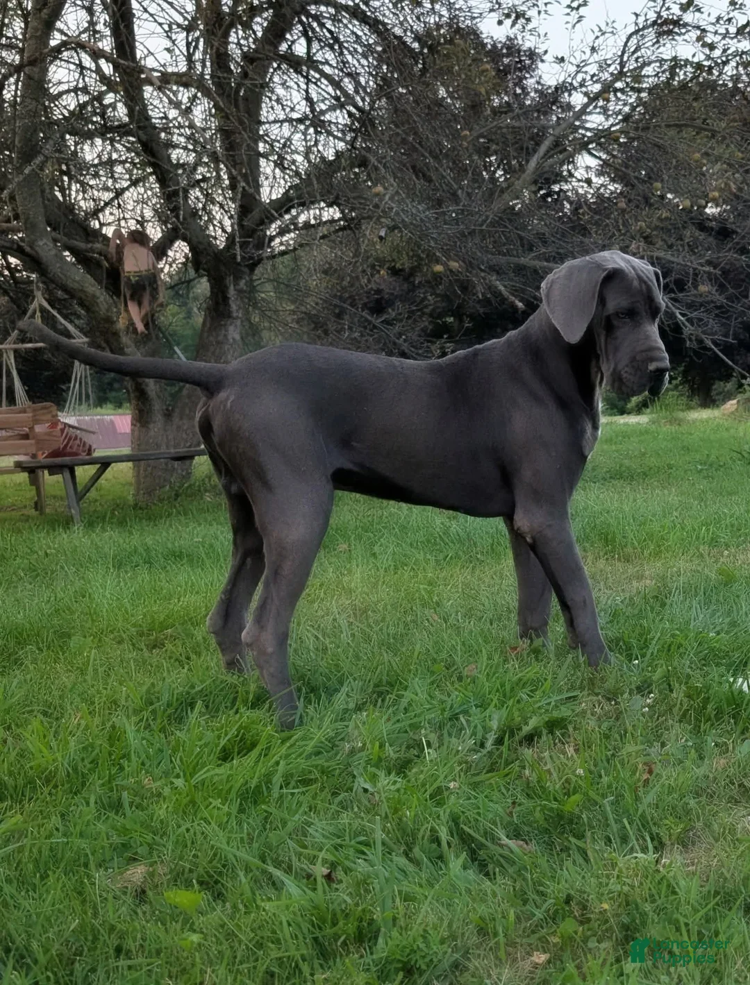 Great Dane dogs for sale: Great Dane Butch - Ad 4
