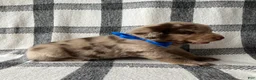 Mixed Breed dogs for sale: Rex - Ad 2