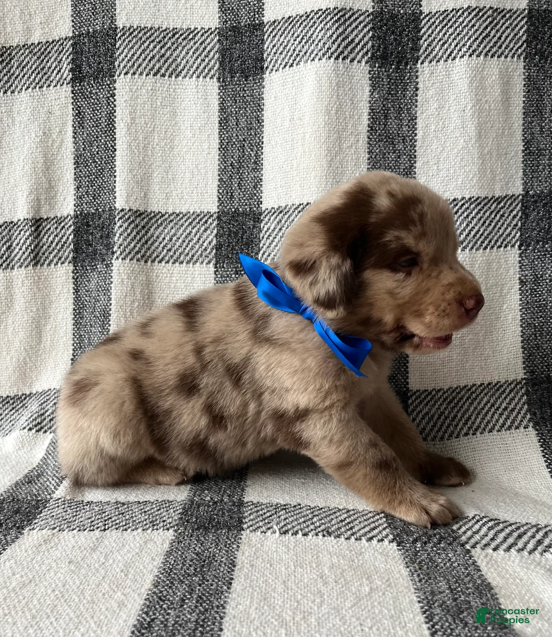Mixed Breed dogs for sale: Rex - Ad 2