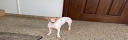Italian Greyhound dogs for sale: Robbie - Ad 10