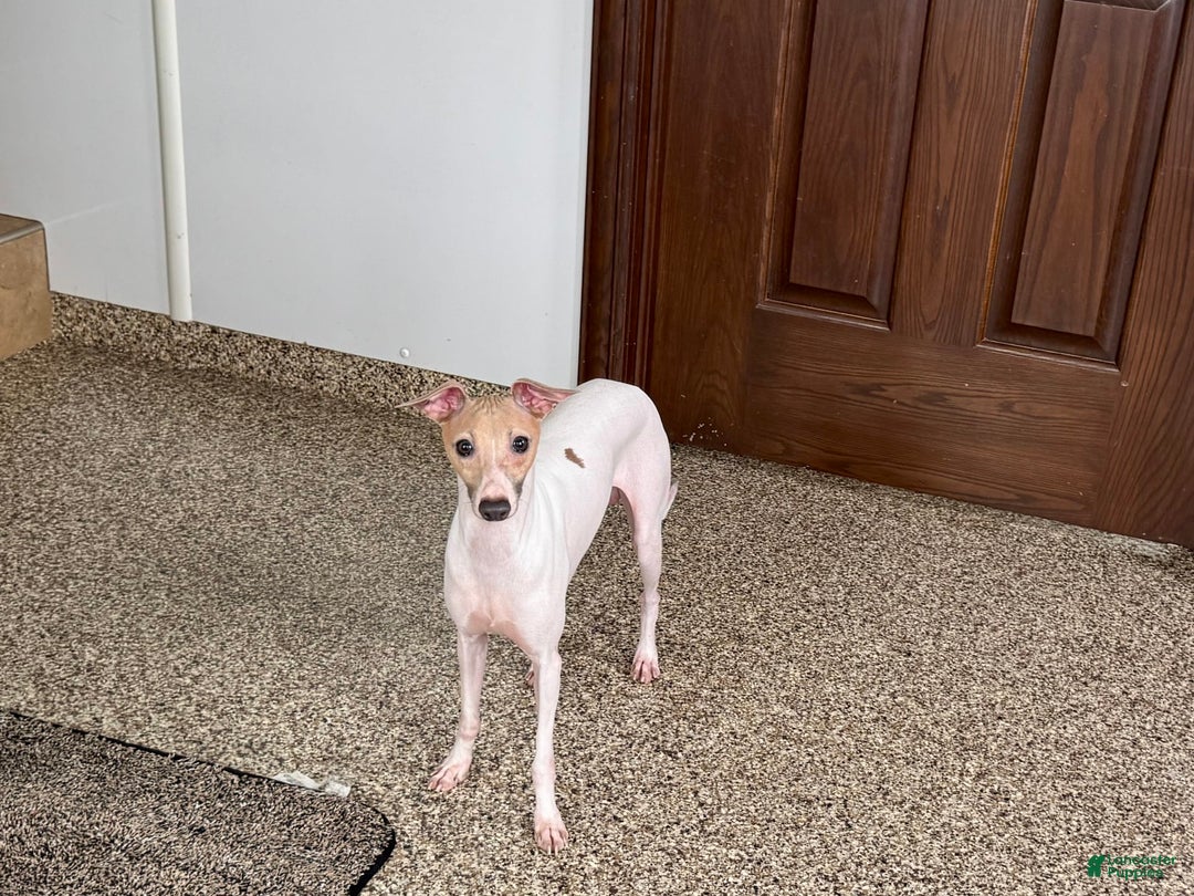 Italian Greyhound dogs for sale: Robbie - Ad 10