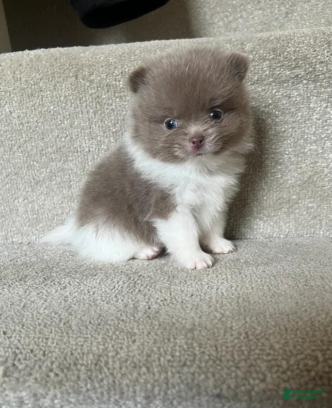 Pomeranian dogs Nora - Ad 33