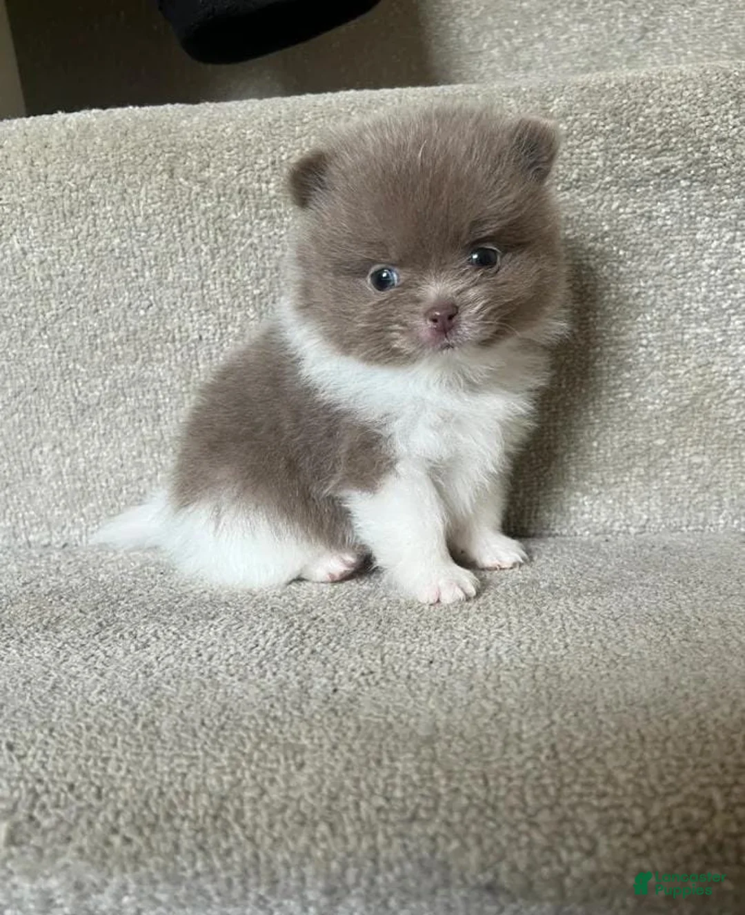 Pomeranian dogs for sale: Nora - Ad 1