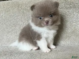 Pomeranian dogs Nora - Ad 33