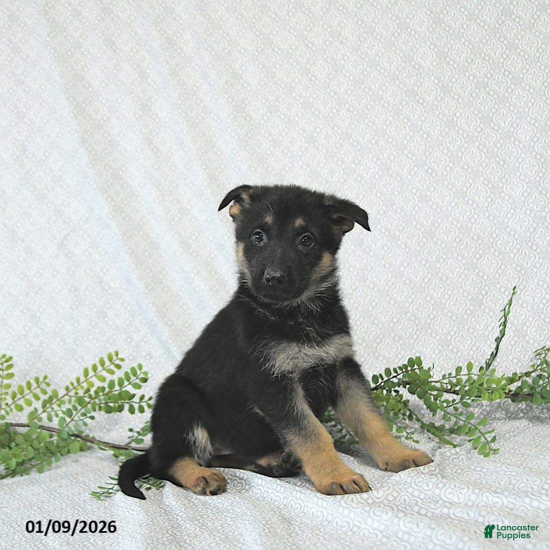 German Shepherd dogs for sale: Lady - Ad 2