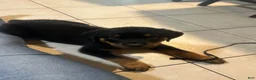 Rottweiler dogs for sale: Rottweiler Puppy 1 - Ad 6