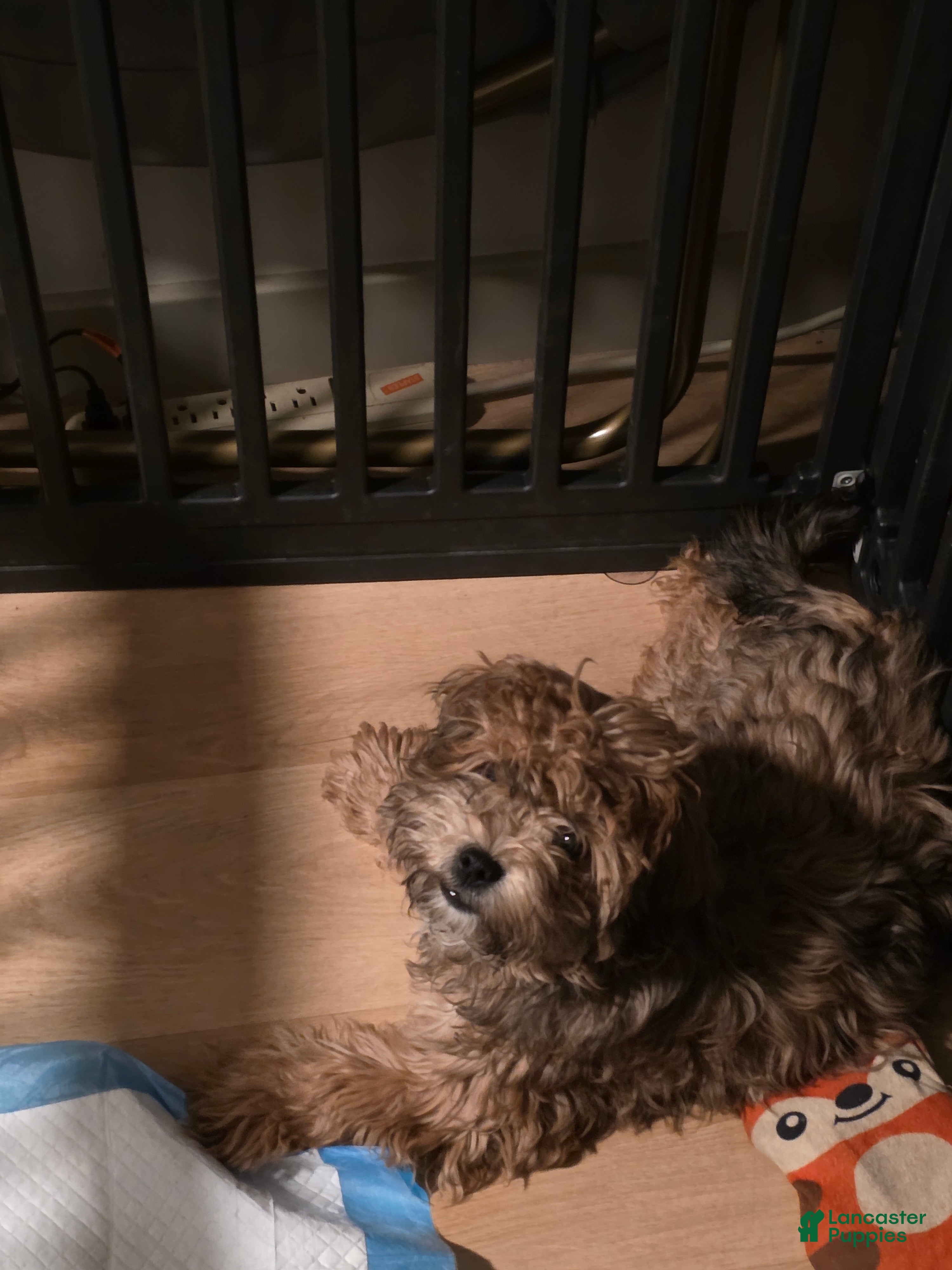 Yorkiepoo dogs Yorkiepoo Puppy 1 - Ad 21