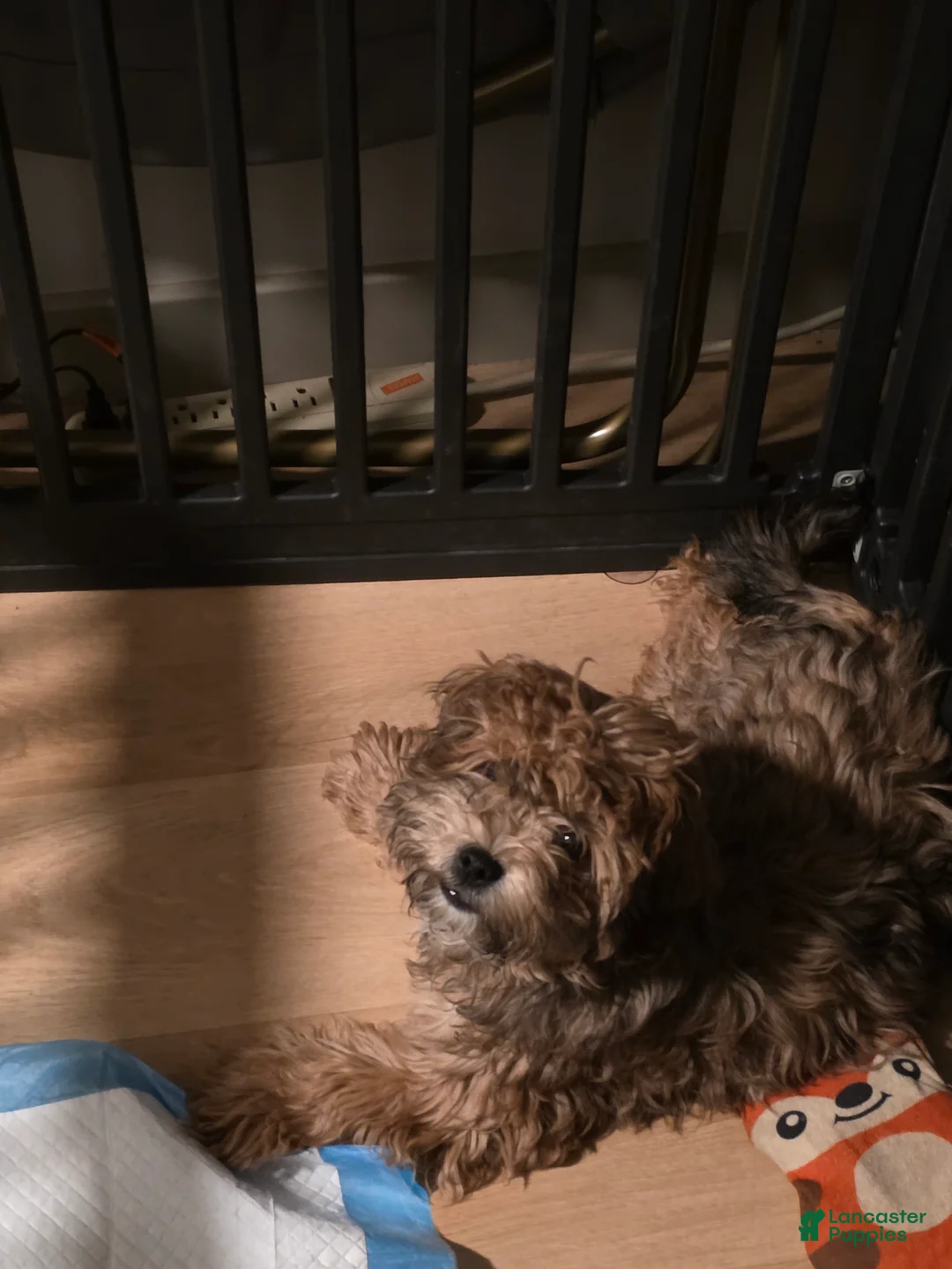 Yorkiepoo dogs for sale: Yorkiepoo Puppy 1 - Ad 1