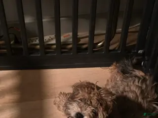 Yorkiepoo dogs Yorkiepoo Puppy 1 - Ad 26