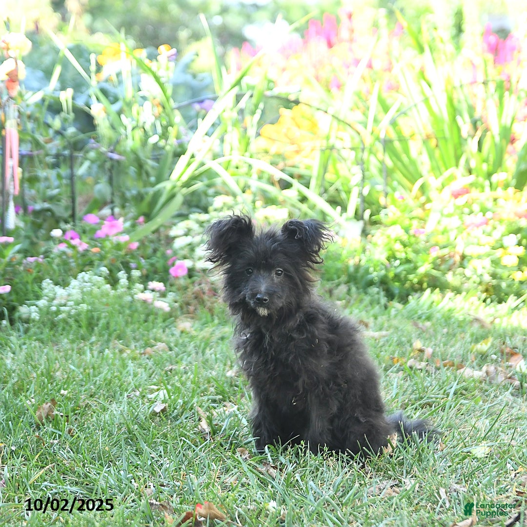 Pomapoo dogs for sale: Lil Scottie - Ad 8