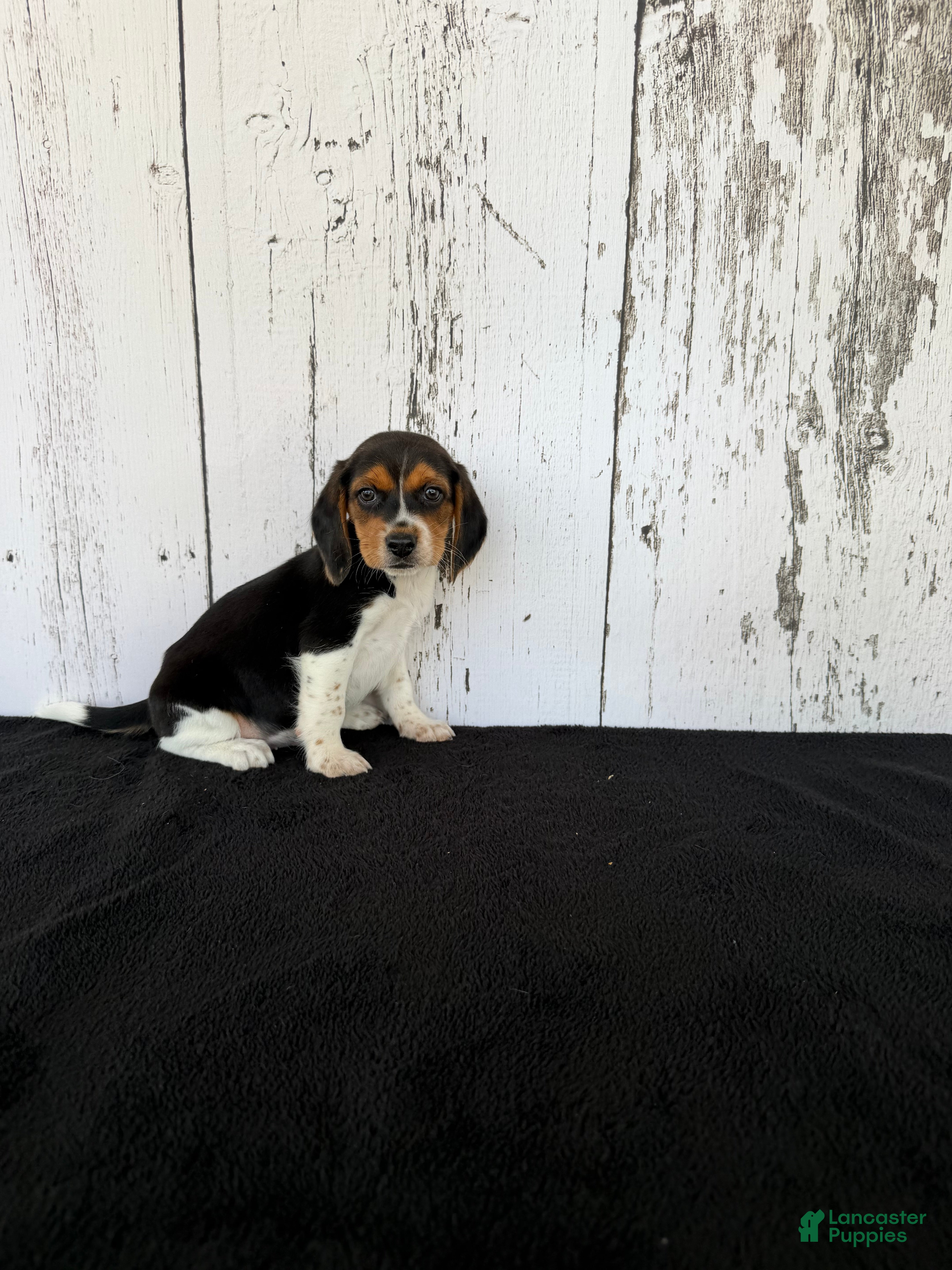 Beagle dogs Rover - Ad 1
