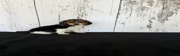 Beagle dogs for sale: Rover - Ad 1