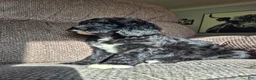 Mini Sheepadoodle dogs for sale: Ripley  - Ad 7