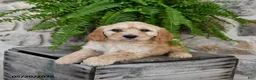 Mini Goldendoodle dogs for sale: Cutie - Ad 2