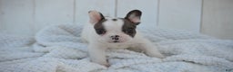 French Bulldog dogs for sale: Duncan - Ad 6