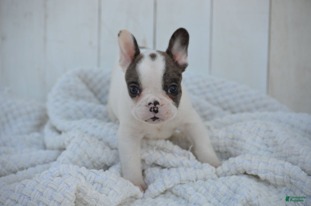 French Bulldog dogs for sale: Duncan - Ad 6