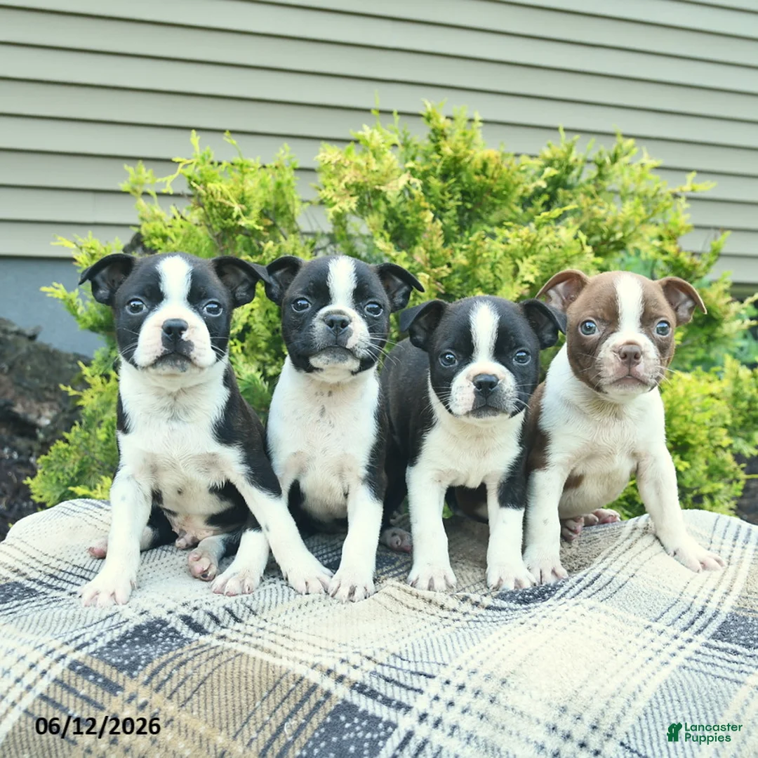 Boston Terrier dogs for sale: Lenny  - Ad 3