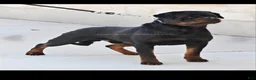 Rottweiler dogs for sale: Rottweiler Puppy 2 - Ad 12