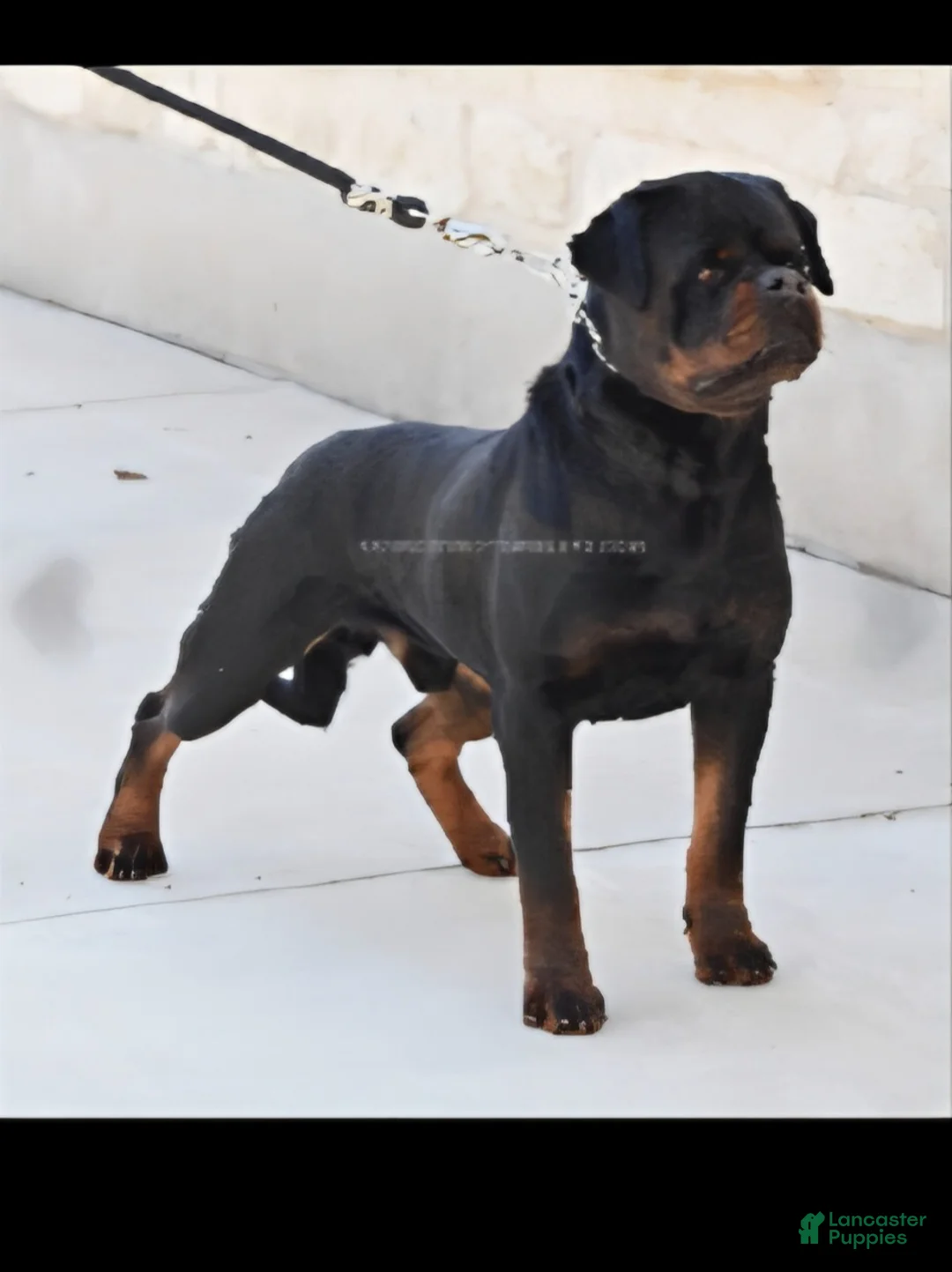 Rottweiler dogs for sale: Rottweiler Puppy 2 - Ad 12