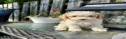 Toy Poodle dogs for sale: Willow - Ad 4