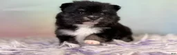 Pomeranian dogs for sale: Tilly - Ad 7