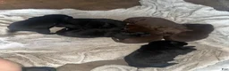 Labrador Retriever dogs for sale: Bear - Ad 7