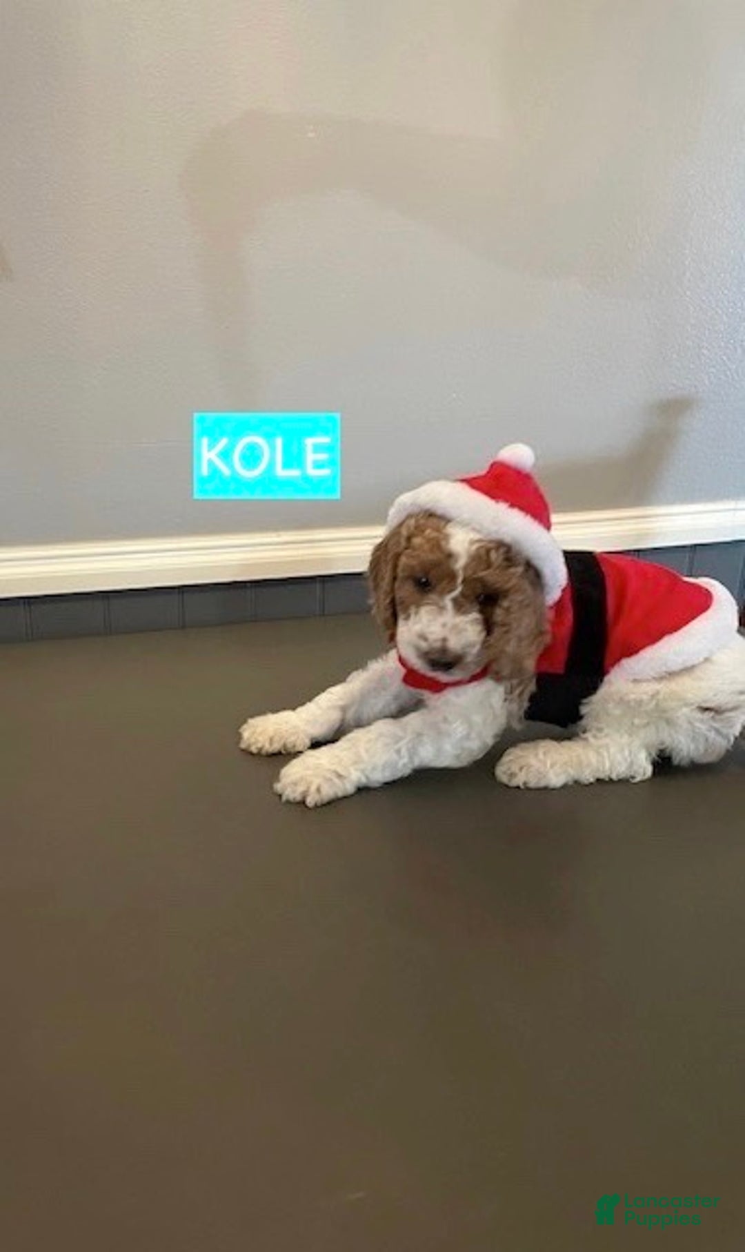 Miniature Labradoodle dogs for sale: Labradoodle Puppy 1 - Ad 4