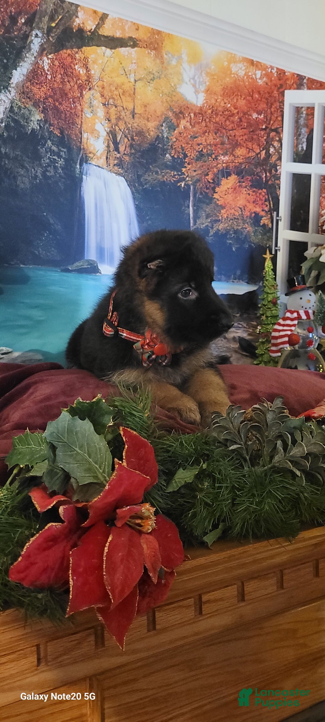 German Shepherd dogs for sale: Angel - Ad 2