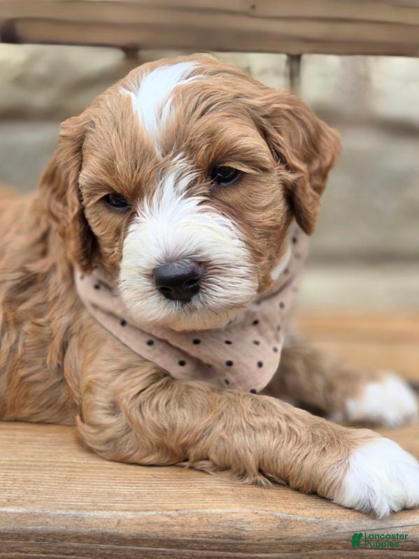 Goldendoodle dogs Cayenne - Ad 1