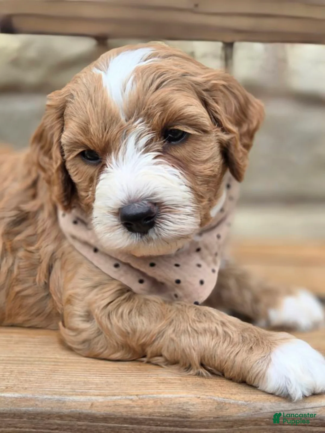 Goldendoodle dogs for sale: Cayenne - Ad 1