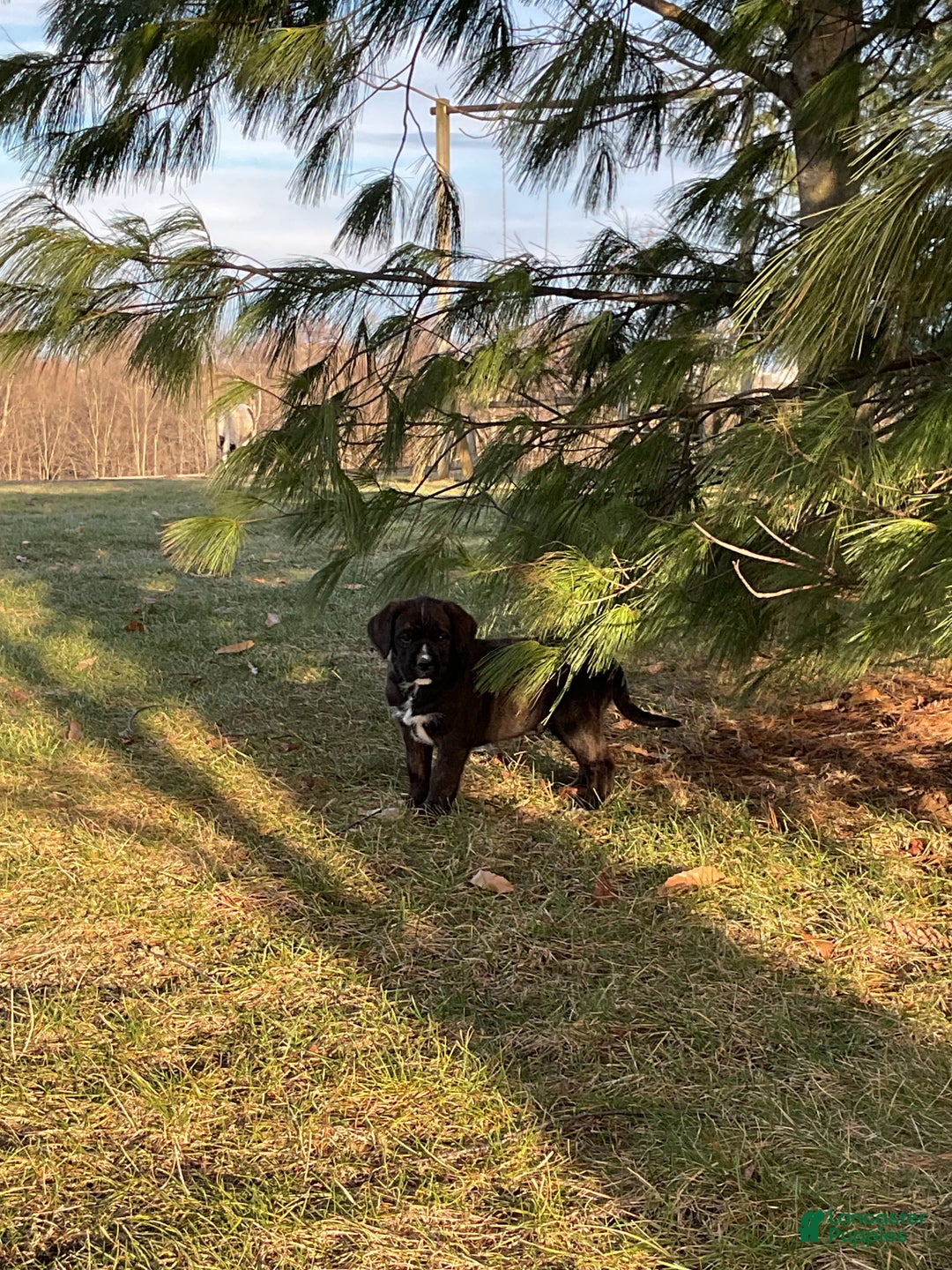 Mixed Breed dogs for sale: Bober - Ad 2