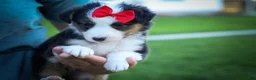 Mixed Breed dogs for sale: Goose🐾 - Ad 6