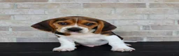 Beagle dogs for sale: Pokey - Ad 4