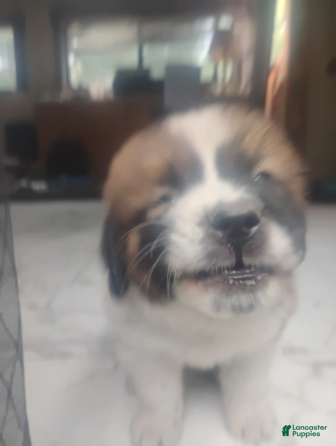 Saint Bernard dogs for sale: Saint Bernard Puppy 2 - Ad 1