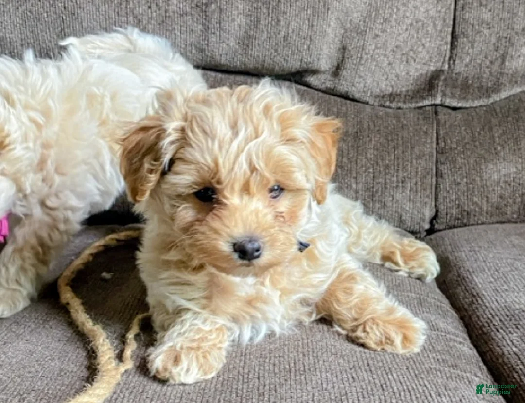 Maltipoo dogs for sale: ♥️Sweet Hank♥️ - Ad 2