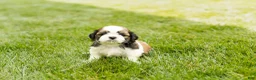 Shih Tzu dogs for sale: Gunner - Ad 4