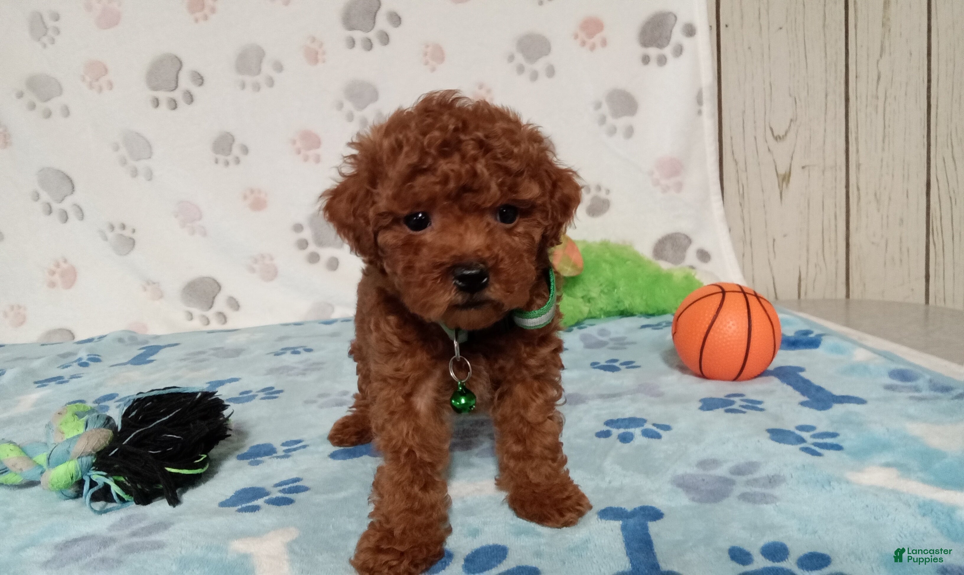 Toy Poodle dogs Benson  - Ad 2