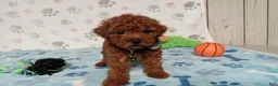 Toy Poodle dogs for sale: Benson  - Ad 2