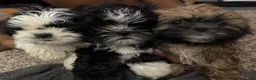 Shih Tzu dogs for sale: Smokey - Ad 4