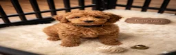 Toy Poodle dogs for sale: Kelly - Ad 1