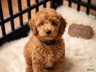 Toy Poodle dogs Kelly - Ad 20