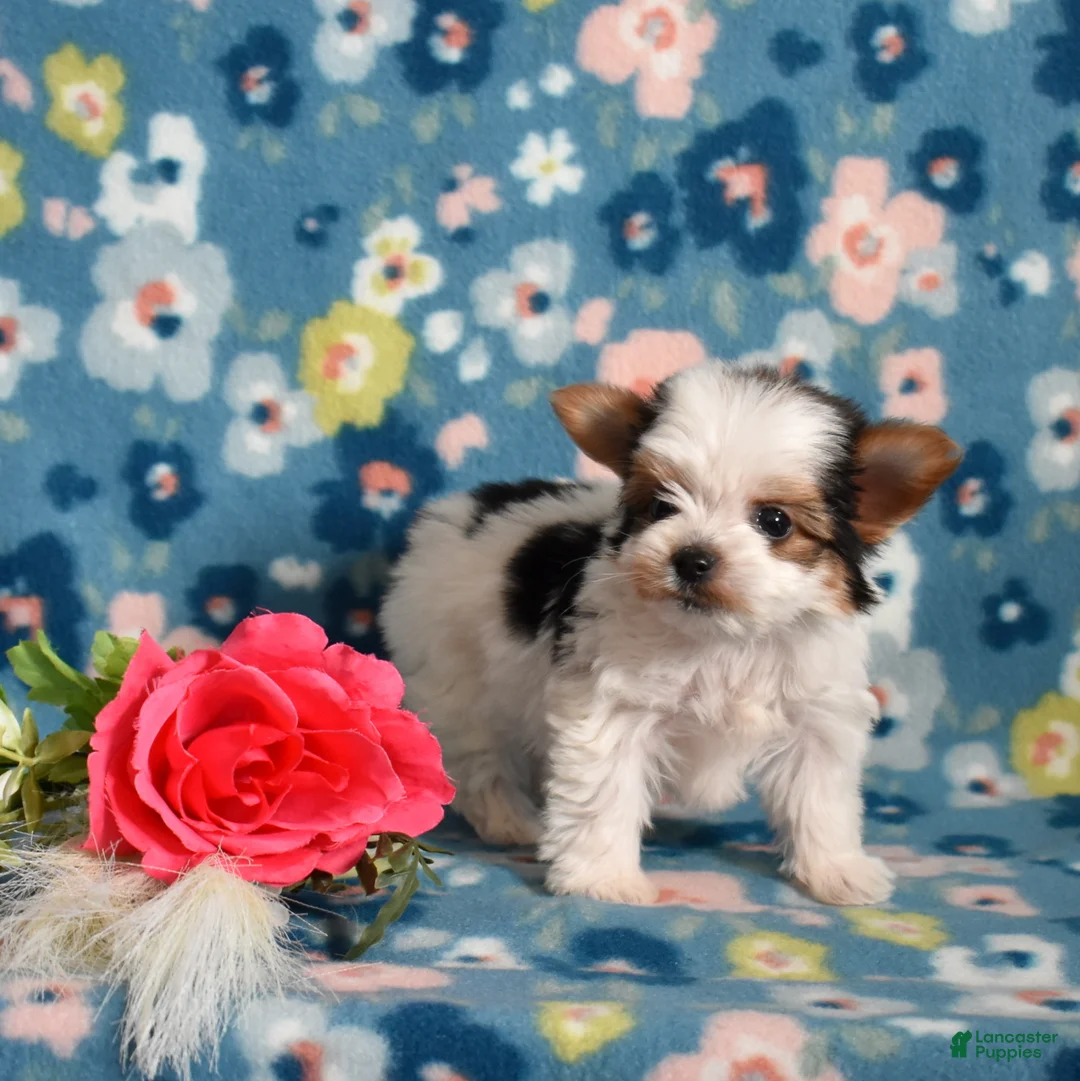 Yorkshire Terrier dogs for sale: Grits  - Ad 2