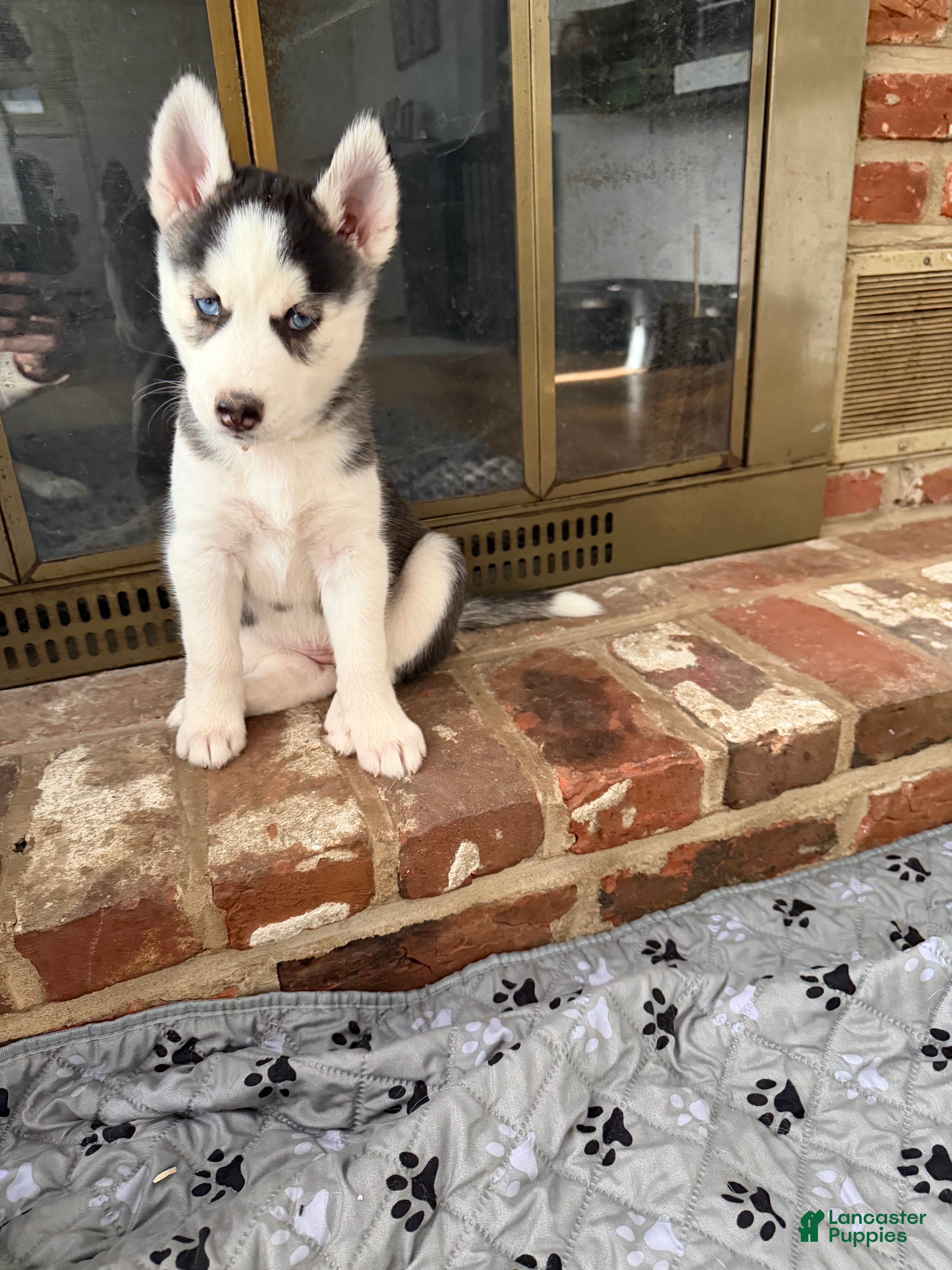 Siberian Husky dogs Siberian Husky Puppy 6 - Ad 11