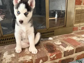 Siberian Husky dogs Siberian Husky Puppy 6 - Ad 11