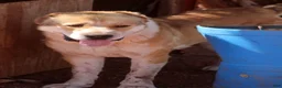 Central Asian Shepherd dogs for sale: Naomi - Ad 5