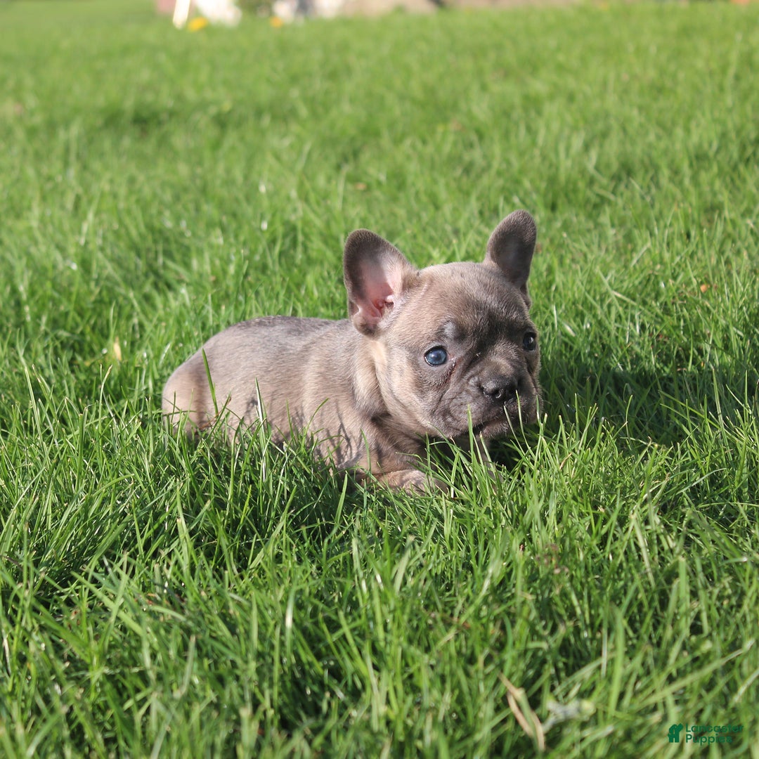 French Bulldog dogs for sale: Alaina - Ad 6